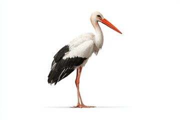 Elegant Stork with White and Black Feathers on Plain Background