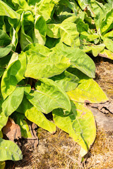 Pulmonaria Mollis plant in Zurich in Switzerland 6.8.2025