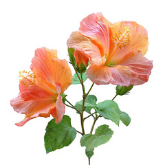 Fototapeta premium flowers of Abelmoschus manihot plant or sunset hibiscus with leaves. [Transparent Background PNG].