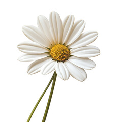 Common Daisy Blossom Isolated on Transparent Background,Fresh Common Daisy Bloom, White Daisy Flower Bloom Closeup