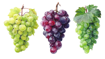Three bunches of grapes different colors isolated on transparent background