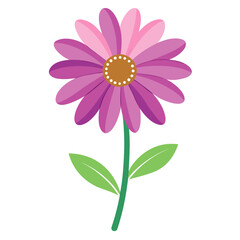  osteospermum fruticosum flower on white background