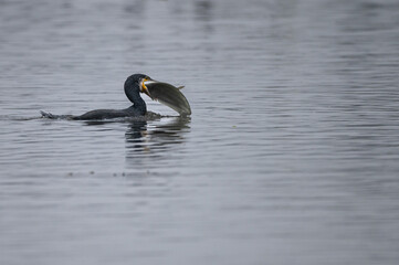 Great Cormorant (Phalacrocorax carbo) Catching Fish in Natural Wetland Habitat