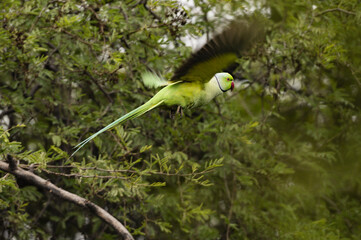 Rose-ringed Parakeet (Psittacula krameri) in Flight Against Green Foliage