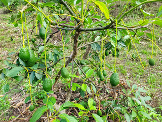 green dragon fruit on tree