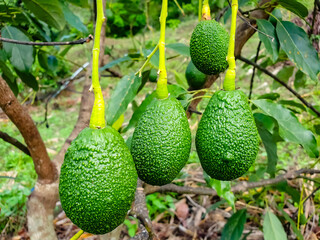avocado in the garden