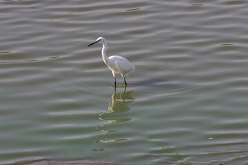 Little egret on the water in the park,Israel.