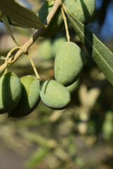 Green olives hanging on tree. Olive trees garden, mediterranean olive field ready for harvest. Olive tree in September in Sicily, Italy. Harvesting, cultivation, farming healthy food.