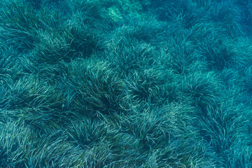 Underwater background of a lush green seagrass meadow swaying gently in the clear, turquoise water of the ocean.