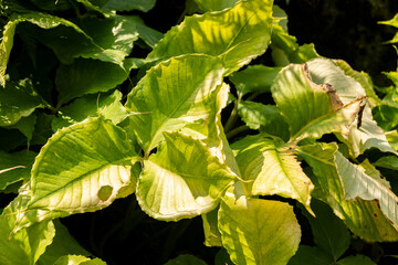 Japanese cobra lily or Arisaema Ringens var Praecox plant in Zurich in Switzerland 6.8.2025
