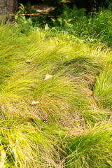 Small white sedge or Carex Alba plant in Zurich in Switzerland 6.8.2025