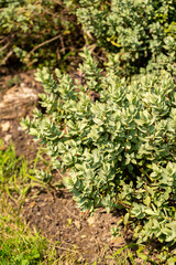 Veronica Allanii plant in Zurich in Switzerland 6.8.2025