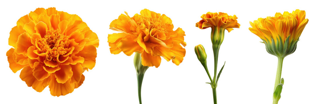 Set of beautiful Marigold flowers isolated on transparent background.