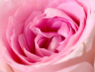 pink rose flower close up macro