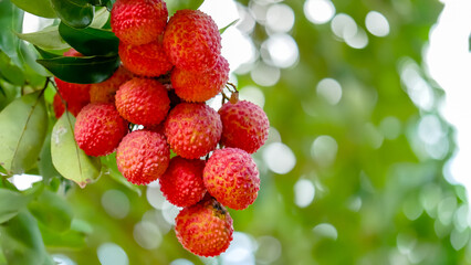 berries of a raspberry on a branch