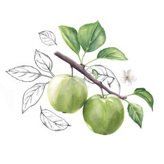 Watercolor arrangement of green apple branch, flower and graphic elements. Hand drawn illustration isolated on white background