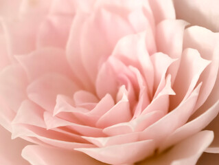 pink rose flower macro close-up