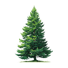Flat 2D Douglas Fir Tree vector illustration, icon graphic on white background