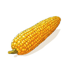 Flat 2D Corn vector illustration, icon graphic on white background