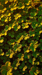 Clover Leaves in Warm Sunlight Texture Background