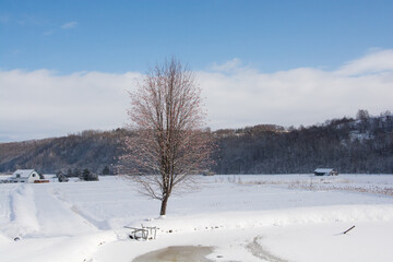 冬の池の畔に立つ赤い実を付けたナナカマド
