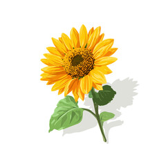 Fototapeta premium Sunflower, 2D flat vector illustration in icon style, isolated on a white background