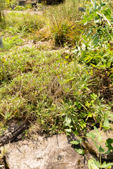 Erysium Rhaeticum plant in Zurich in Switzerland 6.8.2025