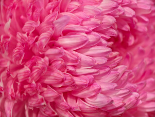 macro close up of pink chrysanthemum petals