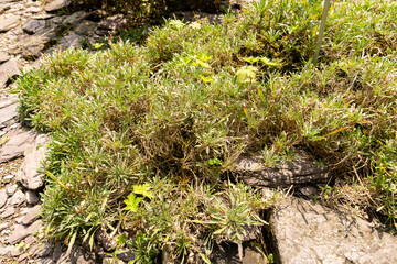 Erysium Rhaeticum plant in Zurich in Switzerland 6.8.2025
