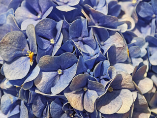 close up of blue hydrangea petals