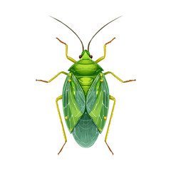 Minimal 2D flat vector of a Aphid, icon-style illustration on a white background