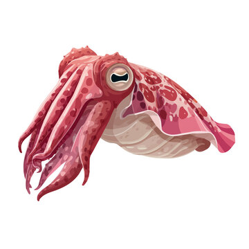 Cuttlefish, 2D flat vector illustration in icon style, isolated on a white background