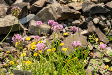 Allium Lusitanicum plant in Zurich in Switzerland 6.8.2025