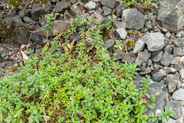 Common rock rose or Helianthemum Nummularium plant in Zurich in Switzerland 6.8.2025