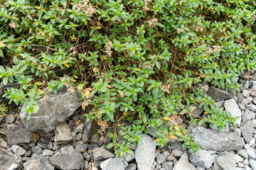 Common rock rose or Helianthemum Nummularium plant in Zurich in Switzerland 6.8.2025