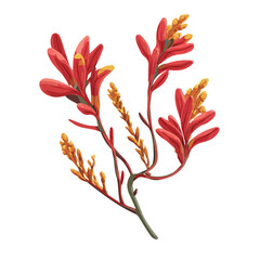 Kangaroo Paw, 2D flat vector illustration in icon style, isolated on a white background