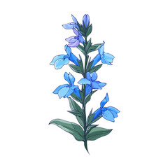 Flat 2D Lobelia Flower vector illustration, icon graphic on white background
