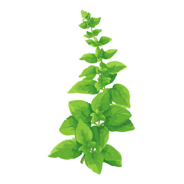 Flat 2D Holy Basil Tulsi vector illustration, icon graphic on white background