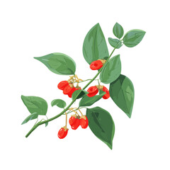 2D flat vector graphic of a Ashwagandha in icon style, isolated on white background