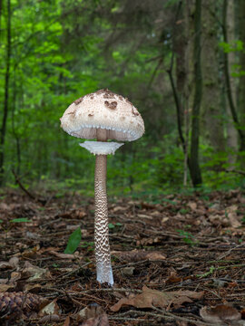 Edible parasol mushrooms (Macrolepiota procera) in a green forest