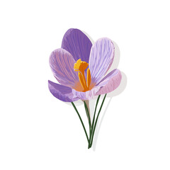 2D flat vector graphic of a Crocus Flower in icon style, isolated on white background