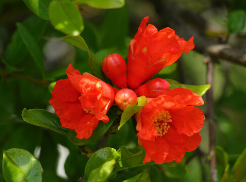 Pomegranate Flower and buds - Punica gratanum in full bloom. Portugal. 