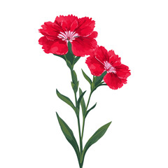 Fototapeta premium Minimal 2D flat vector of a Sweet William, icon-style illustration on a white background