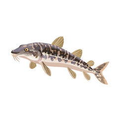 Flat 2D Sturgeon vector illustration, icon graphic on white background