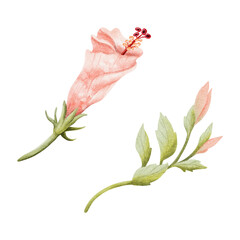 Pastel red hibiscus buds with leaves illustration set isolated on white. Watercolor light pink tropical flower in botanical style. Hand drawn Hawaiian blooming plant clip art for summer exotic wedding