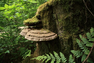 Bracket fungi moss and fern coexistence on decaying tree trunk