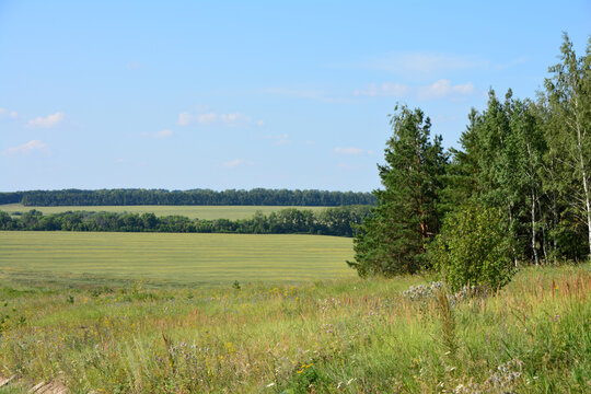 Serene countryside landscape under a clear blue sky with green fields and trees copy space