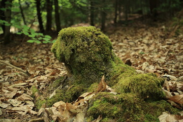 Forest floor moss covered decaying tree stump ecosystem