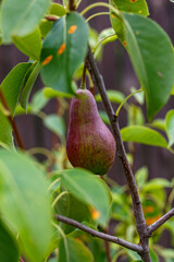 Ripe pear hanging on fruit tree branch among green leaves with disease spots, close up in summer garden