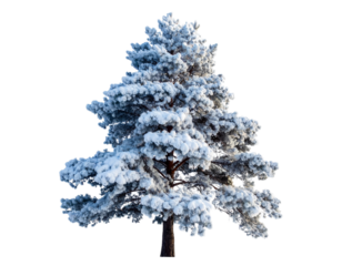 Realistic Evergreen Snow-Covered Tree, Full Pine with Frosted Branches, isolated on transparent background PNG